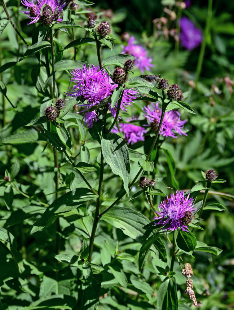 Image of Centaurea phrygia specimen.