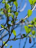 Alnus glutinosa. Верхушка ветви с мужскими соцветиями и молодыми листьями. Брянская обл., г. Брянск, долина р. Десна, берег реки, у воды. 02.05.2024.