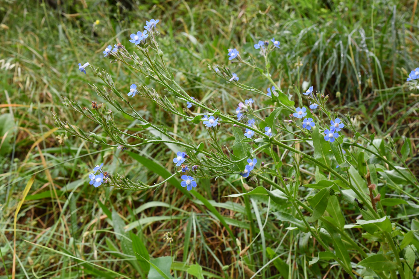 Image of Anchusa azurea specimen.