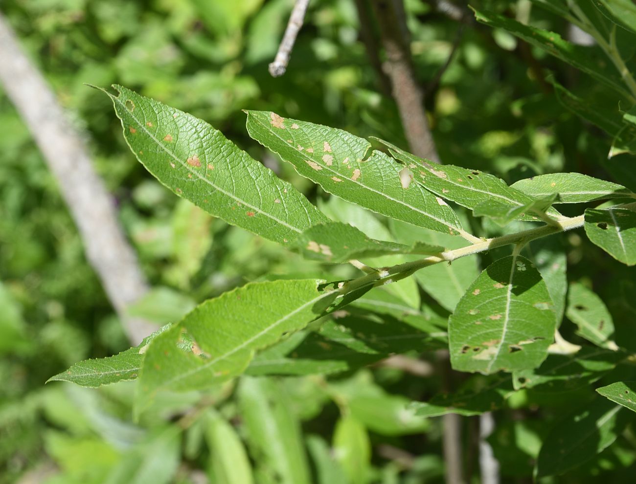 Image of genus Salix specimen.