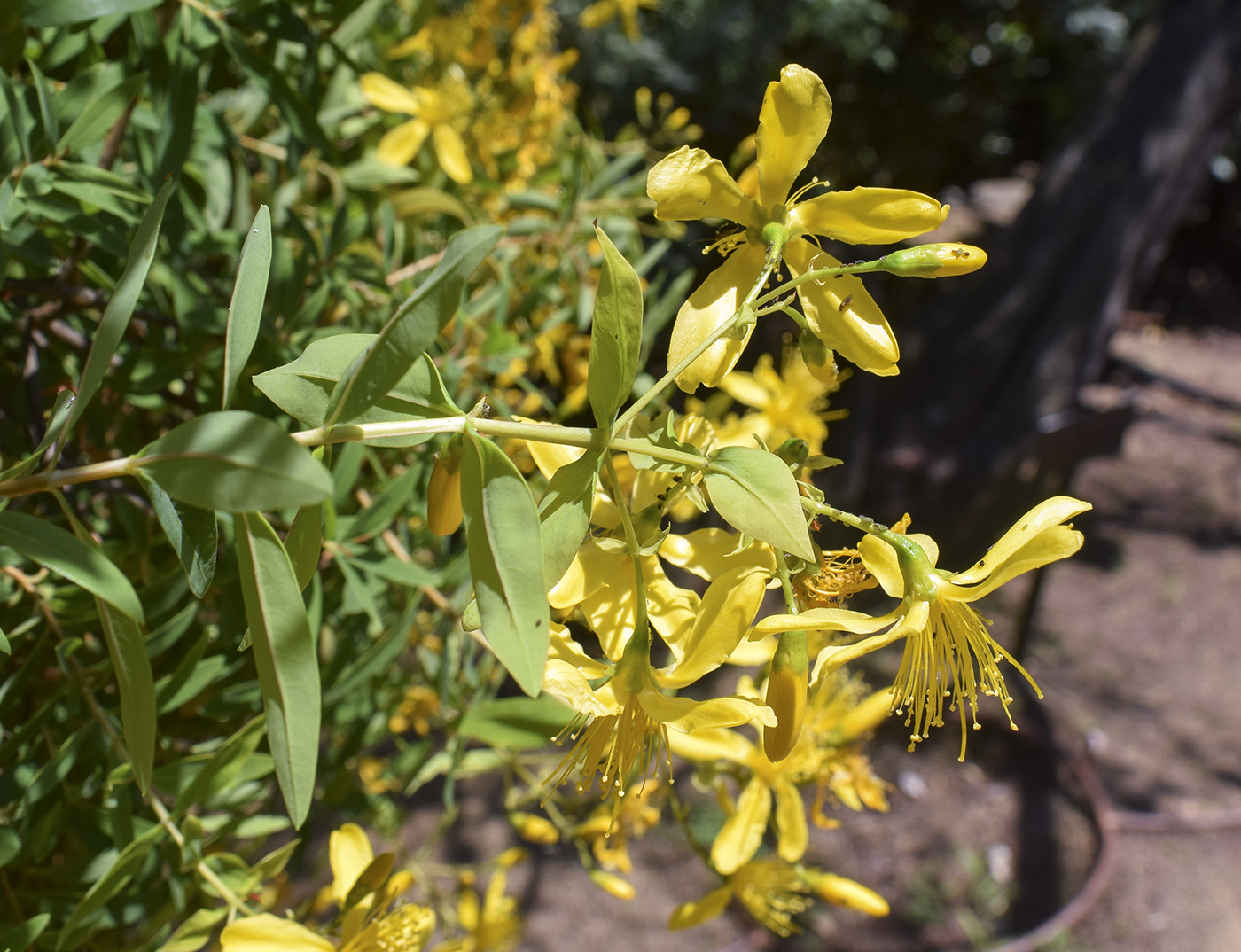 Image of Hypericum canariense specimen.