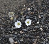 Gypsophila elegans. Цветки. Чечня, Шаройский р-н, дол. р. Цесиахк рядом с домом Мансура, выс. ок. 1500 м н.у.м., берег реки. 28 июня 2024 г.