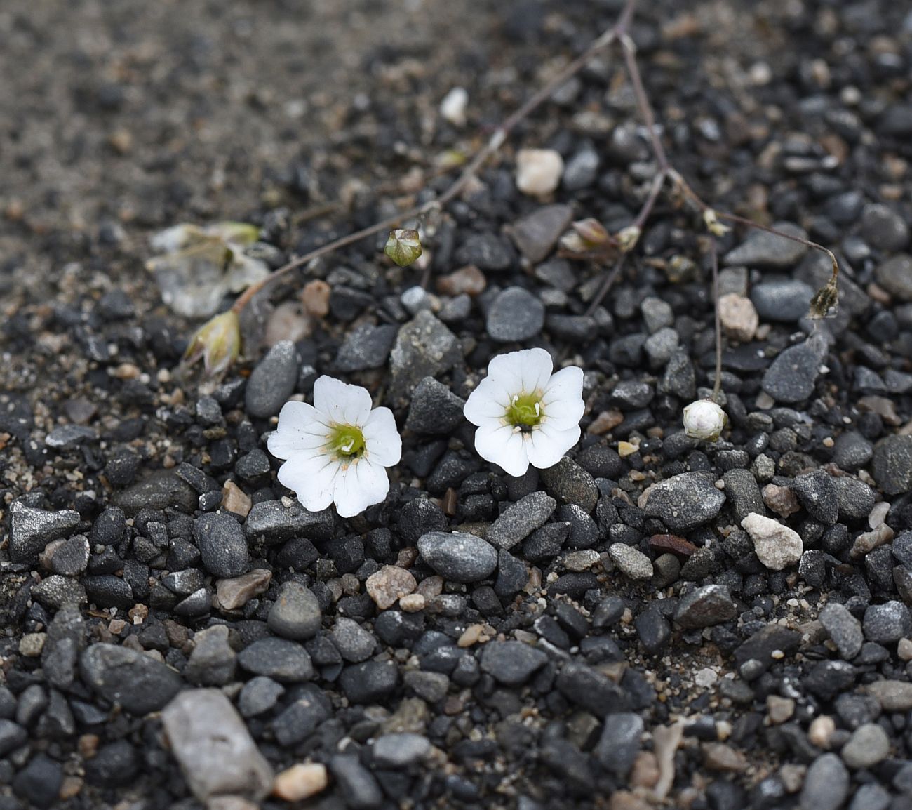 Изображение особи Gypsophila elegans.