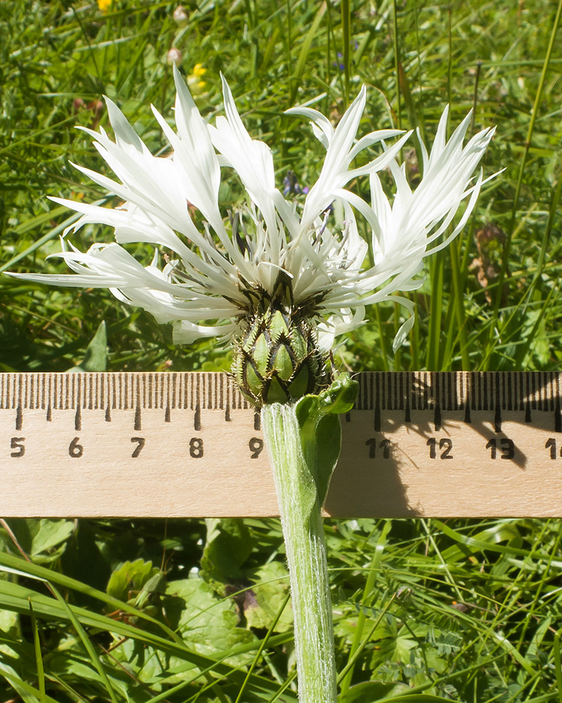 Image of Centaurea cheiranthifolia specimen.