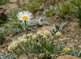 Aster serpentimontanus