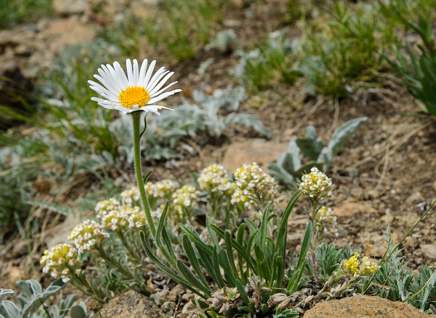 Изображение особи Aster serpentimontanus.