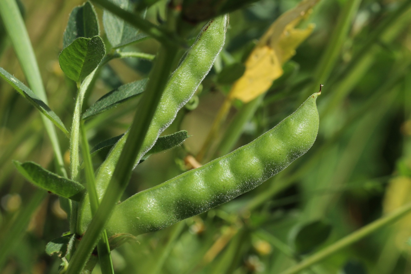 Image of Vicia sativa specimen.