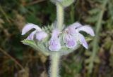 Phlomoides ostrowskiana