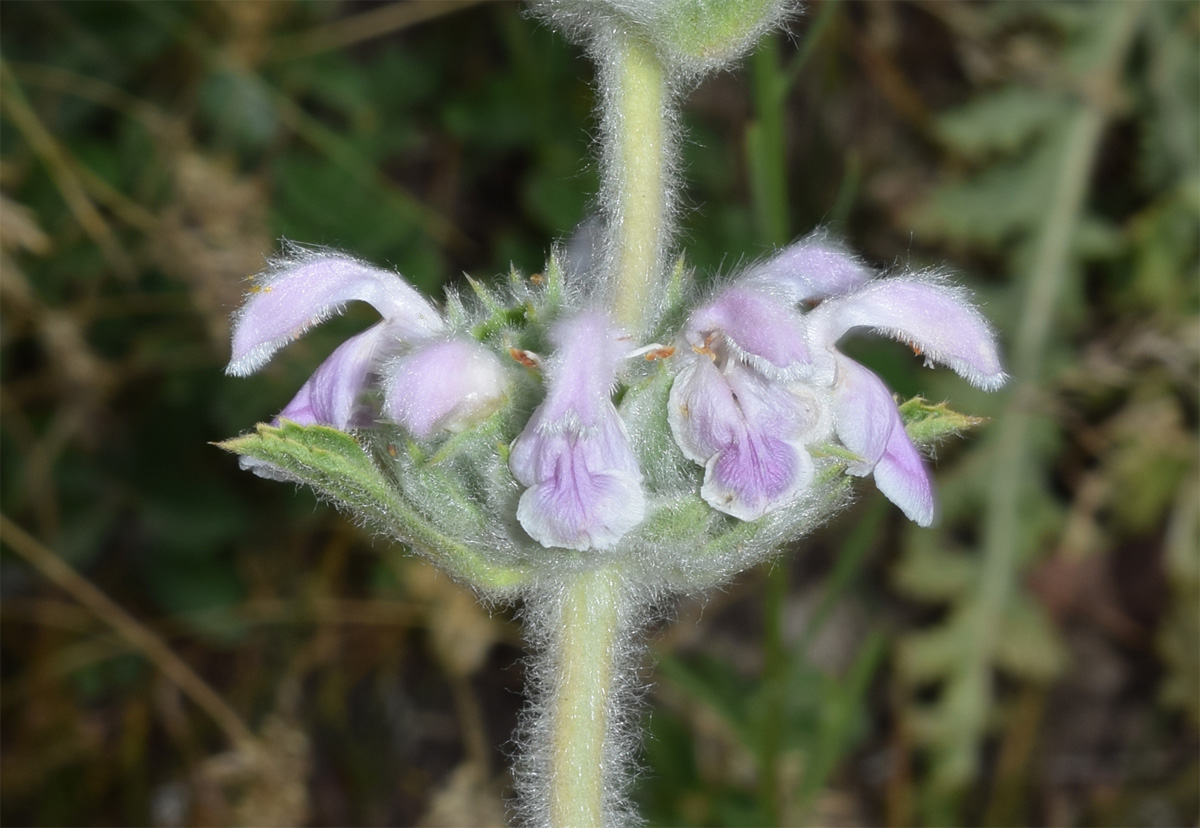 Изображение особи Phlomoides ostrowskiana.