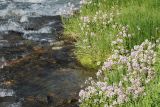 Cardamine seidlitziana