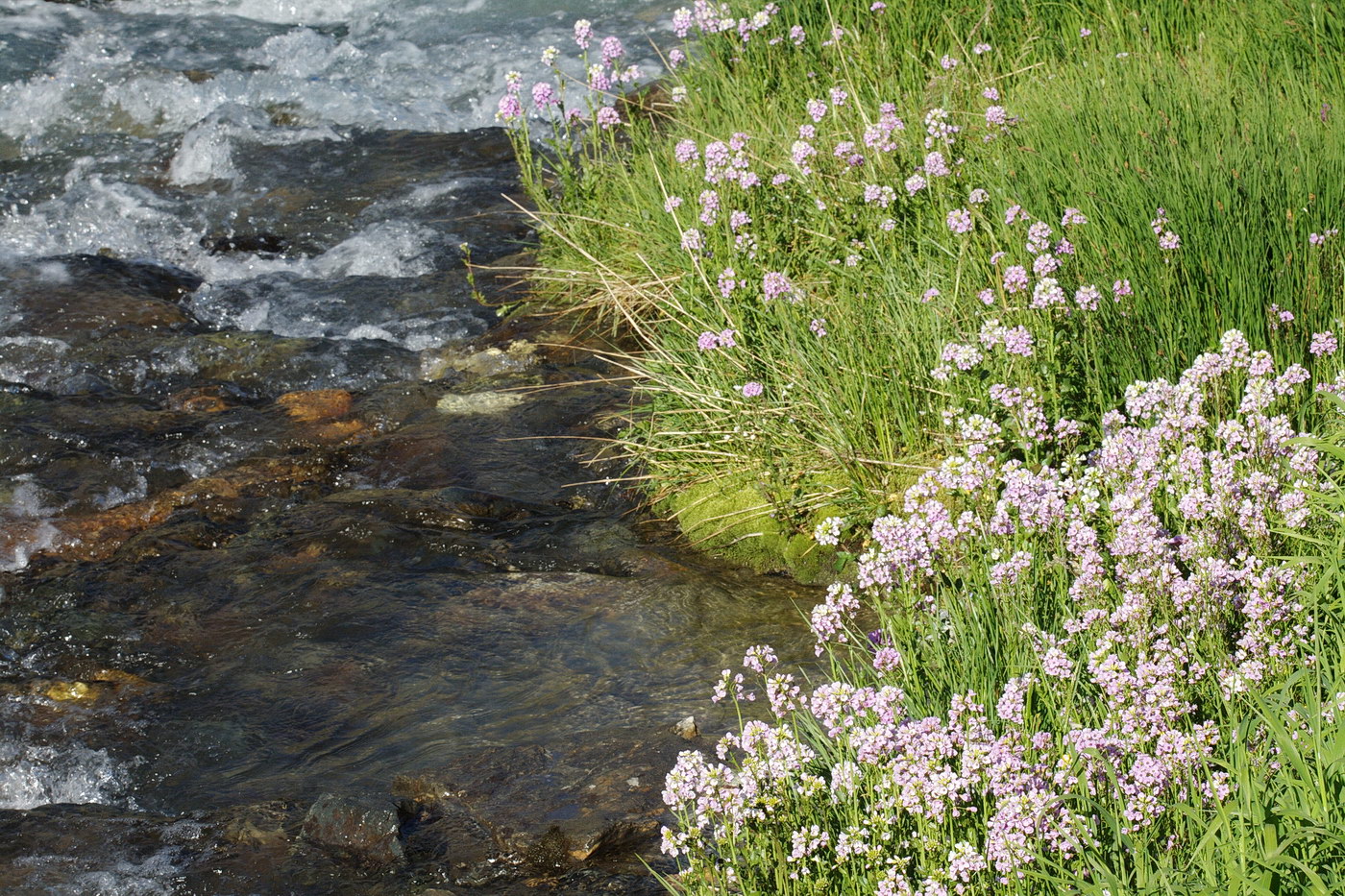 Image of Cardamine seidlitziana specimen.