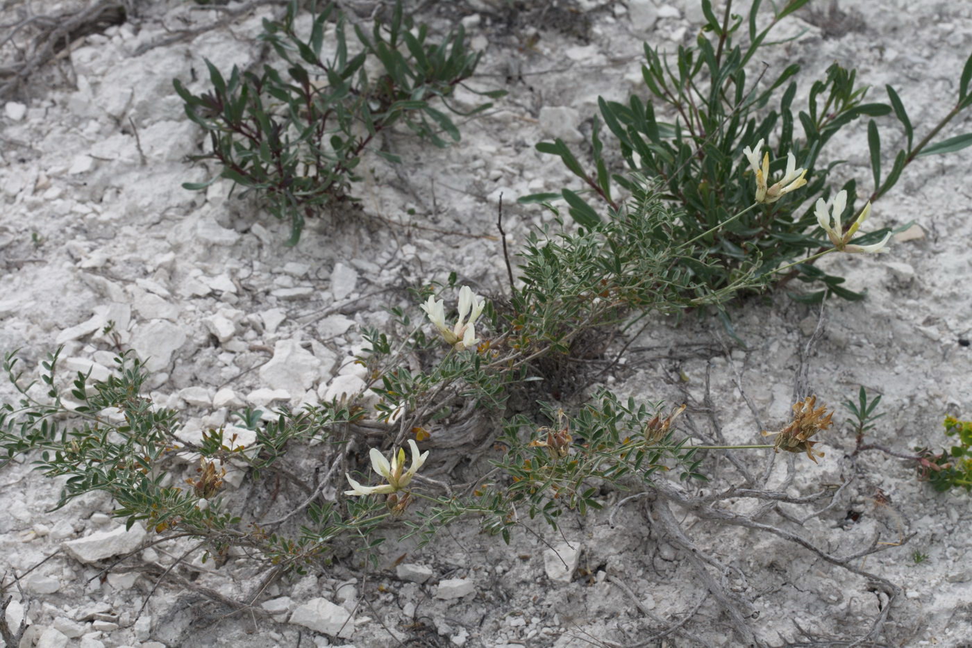 Image of Astragalus sareptanus specimen.