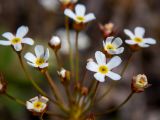 View full-size image Androsace septentrionalis