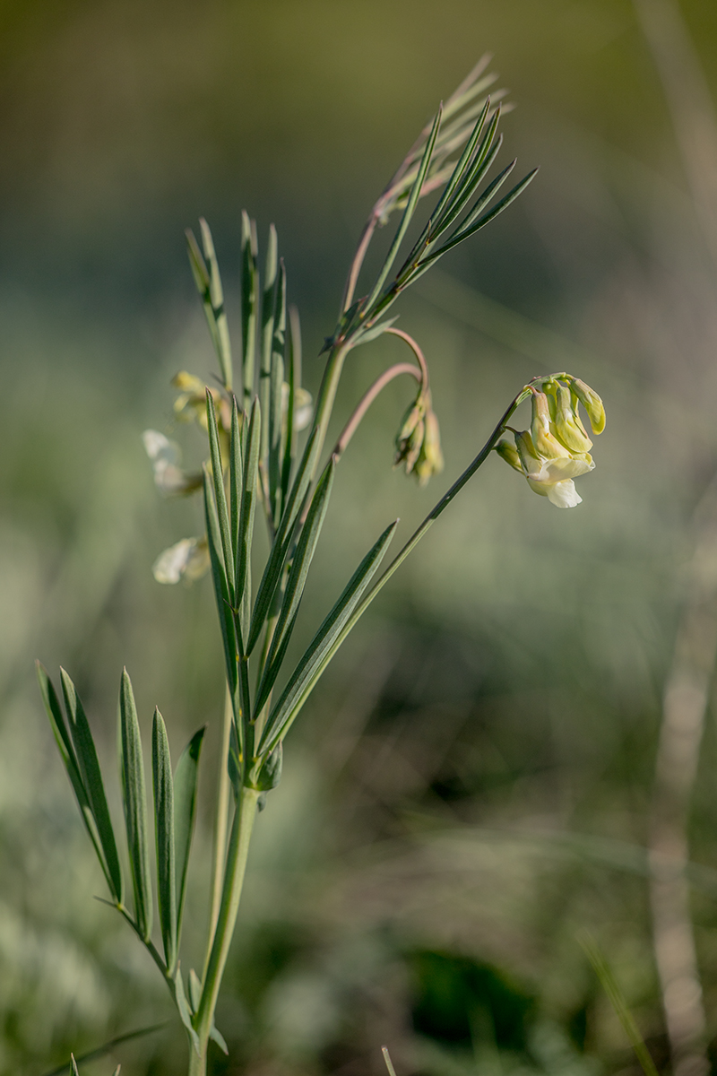 Image of Lathyrus lacteus specimen.