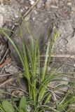 View full-size image Carex halleriana