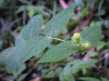 View full-size image Hypericum androsaemum