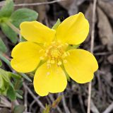 Смотреть изображение Potentilla incana