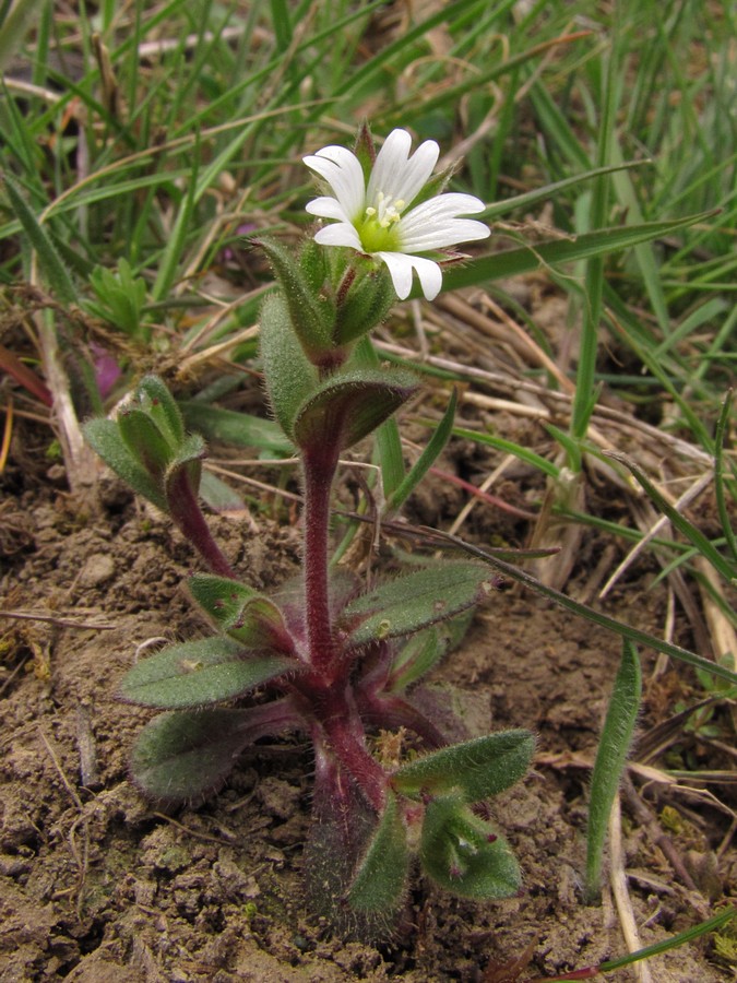 Image of Cerastium pumilum specimen.