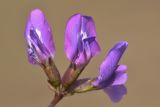 View full-size image Oxytropis pumilio