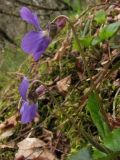 Viola dehnhardtii. Цветки. Южный Берег Крыма, гора Аю-Даг. 19 апреля 2011 г.