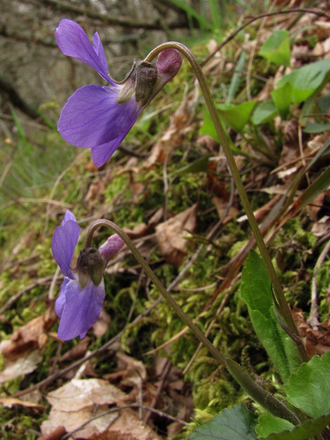 Image of Viola dehnhardtii specimen.