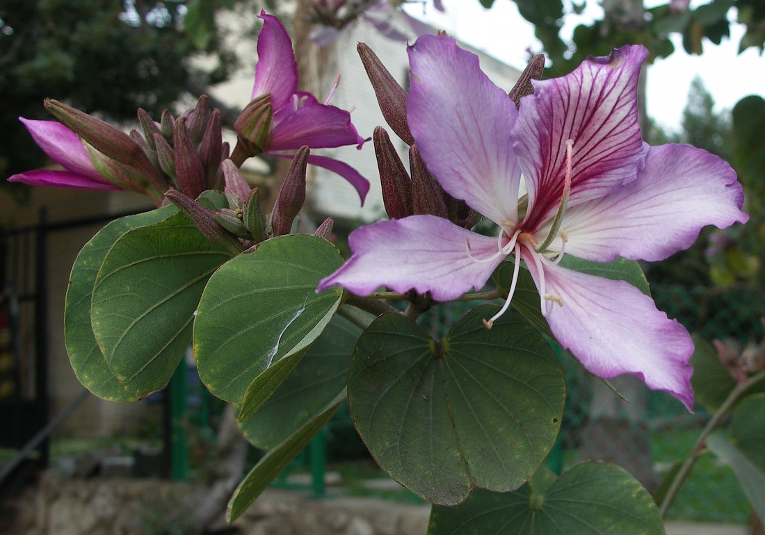 Image of Bauhinia variegata specimen.