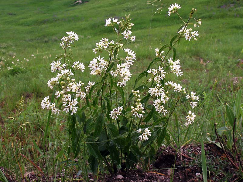 Image of Vincetoxicum hirundinaria specimen.