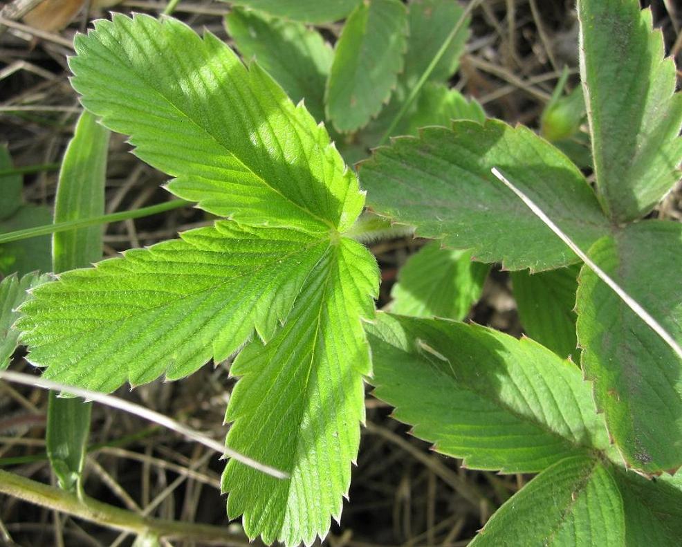 Image of Fragaria viridis specimen.