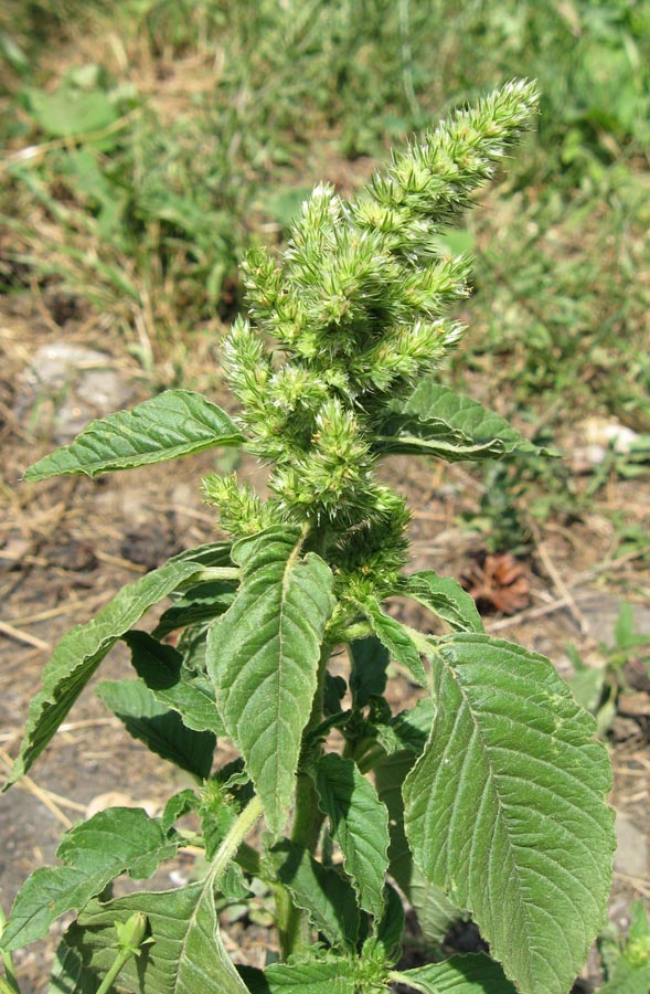 Изображение особи Amaranthus retroflexus.