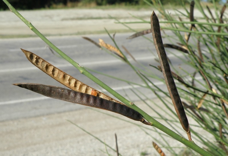 Image of Spartium junceum specimen.