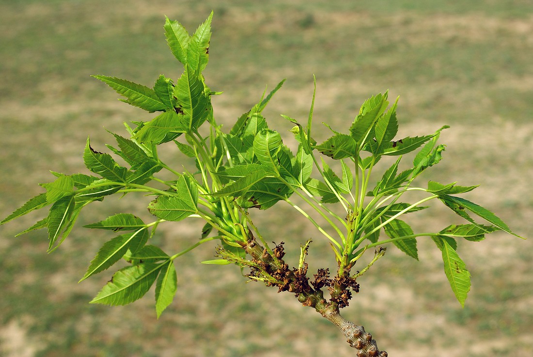 Image of Fraxinus sogdiana specimen.