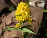 Lysimachia vulgaris