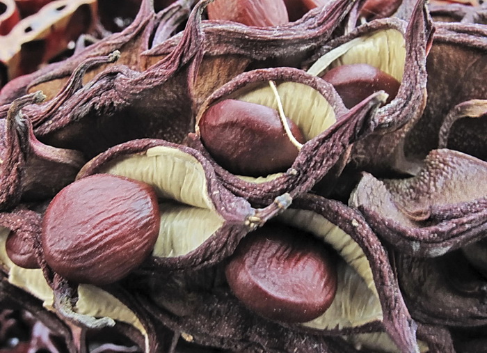 Image of Magnolia hypoleuca specimen.