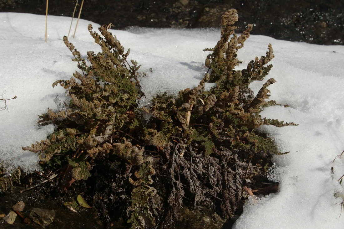 Image of Oeosporangium persicum specimen.