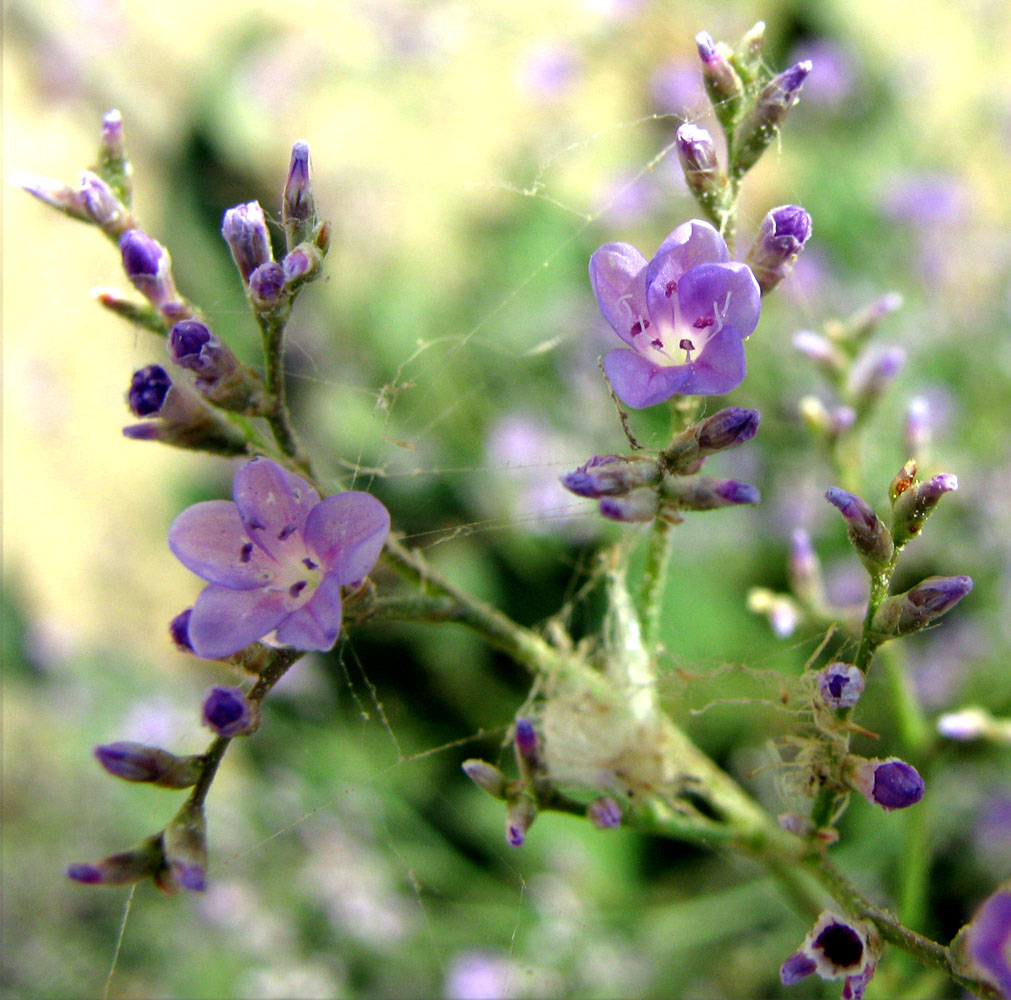 Изображение особи Limonium scoparium.