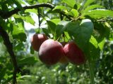 View full-size image Prunus cerasifera