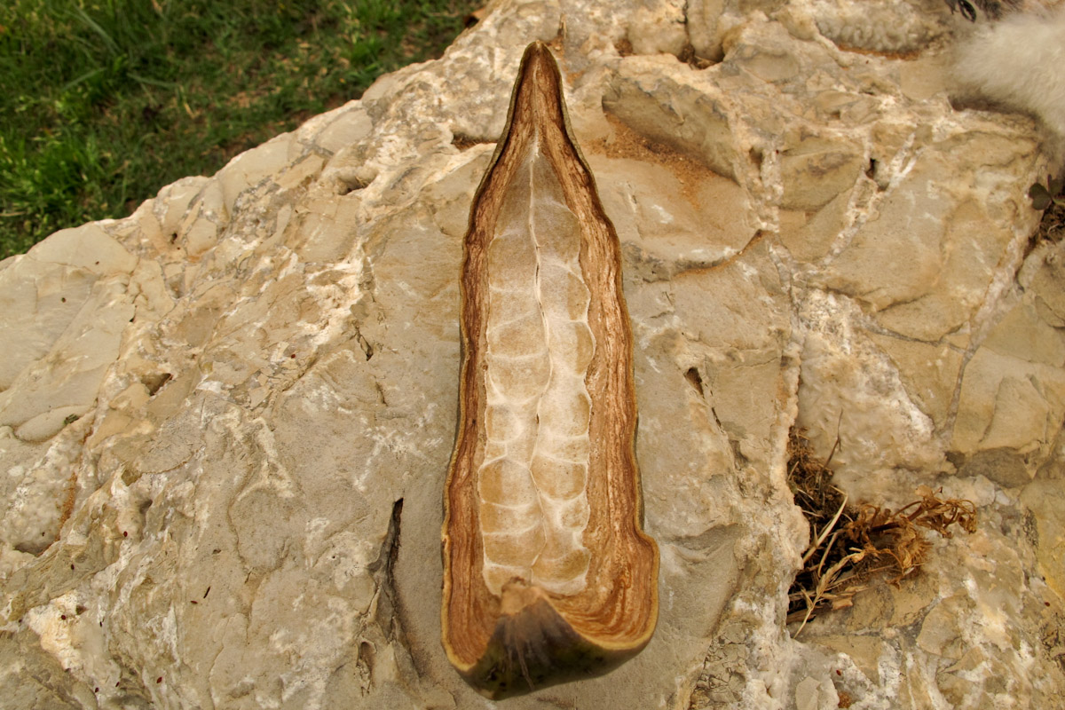 Изображение особи Ceiba speciosa.