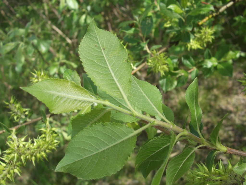 Image of Salix myrsinifolia specimen.