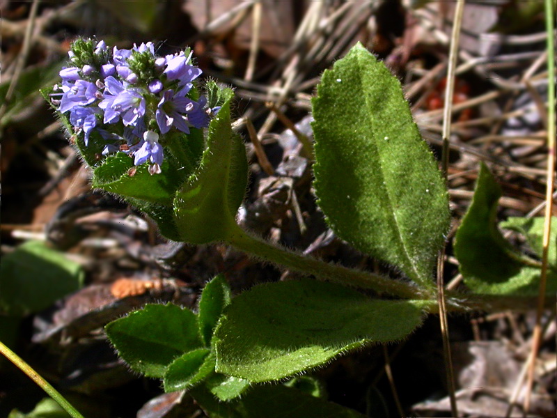 Image of Veronica officinalis specimen.