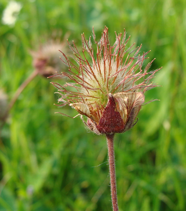 Image of Geum rivale specimen.