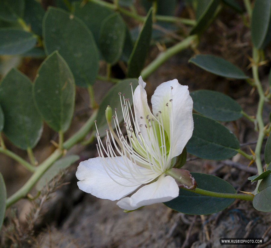 Image of Capparis herbacea specimen.