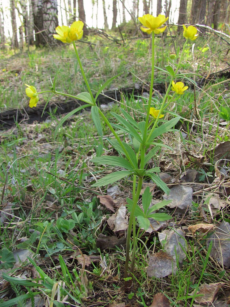 Image of Ranunculus conspicuus specimen.