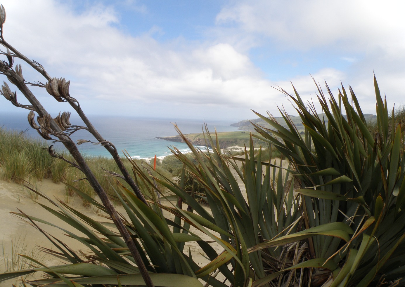 Image of Phormium tenax specimen.