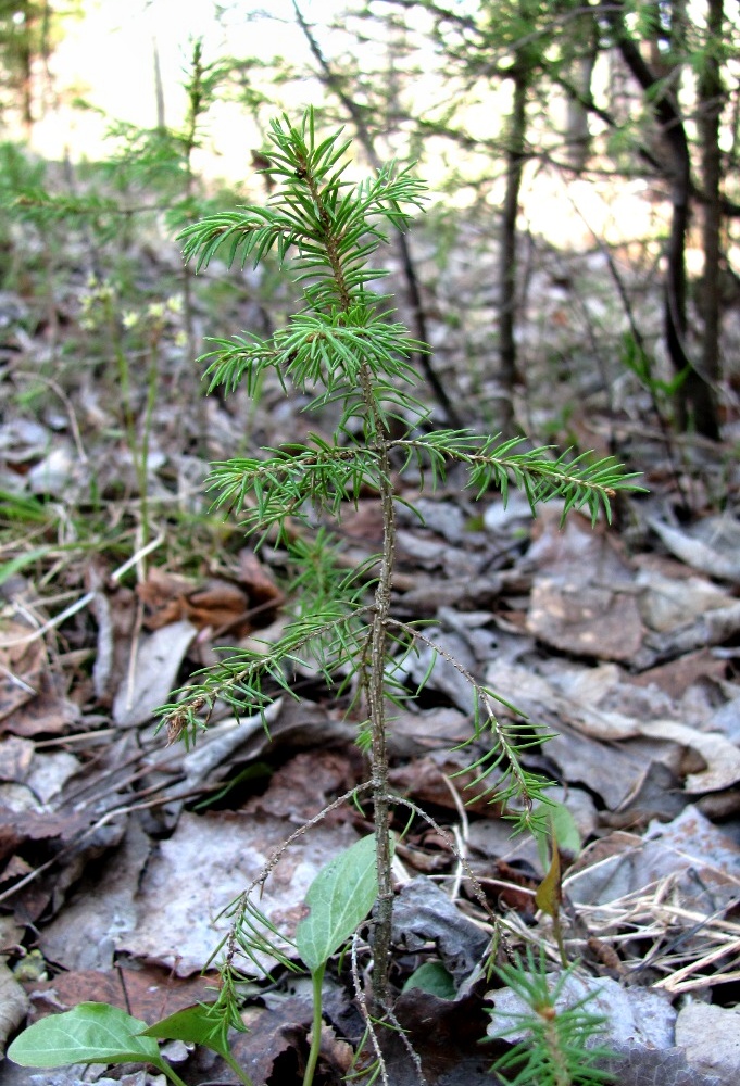 Изображение особи Picea obovata.