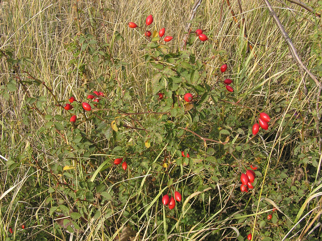 Image of Rosa rubiginosa specimen.