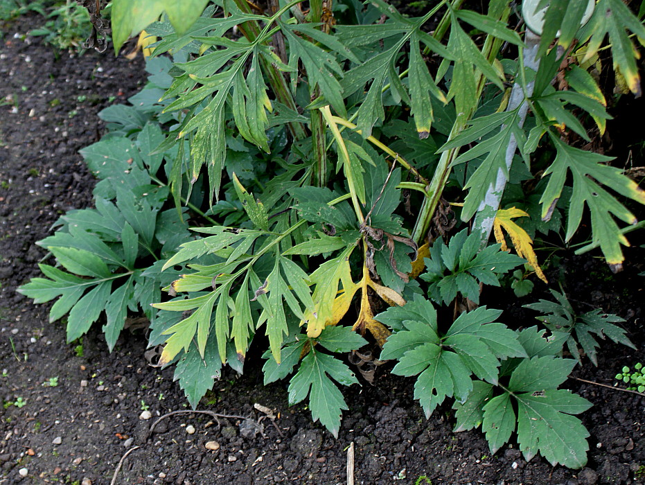 Image of Rudbeckia laciniata specimen.