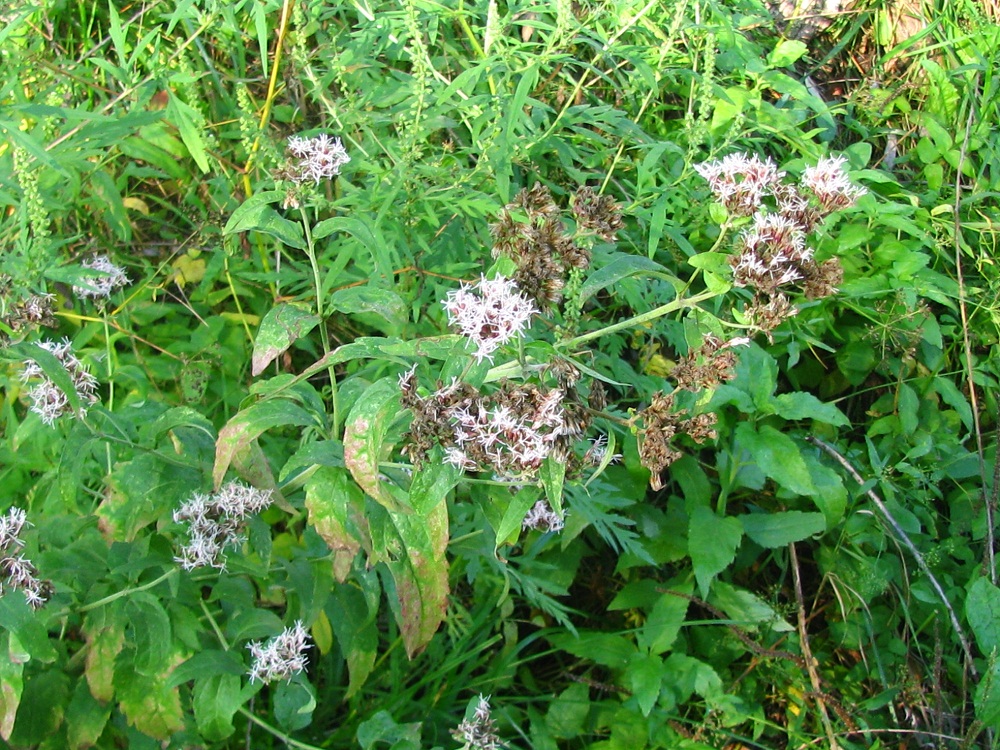 Image of Eupatorium cannabinum specimen.