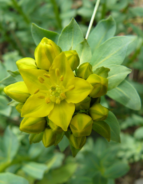 Изображение особи Haplophyllum thesioides.