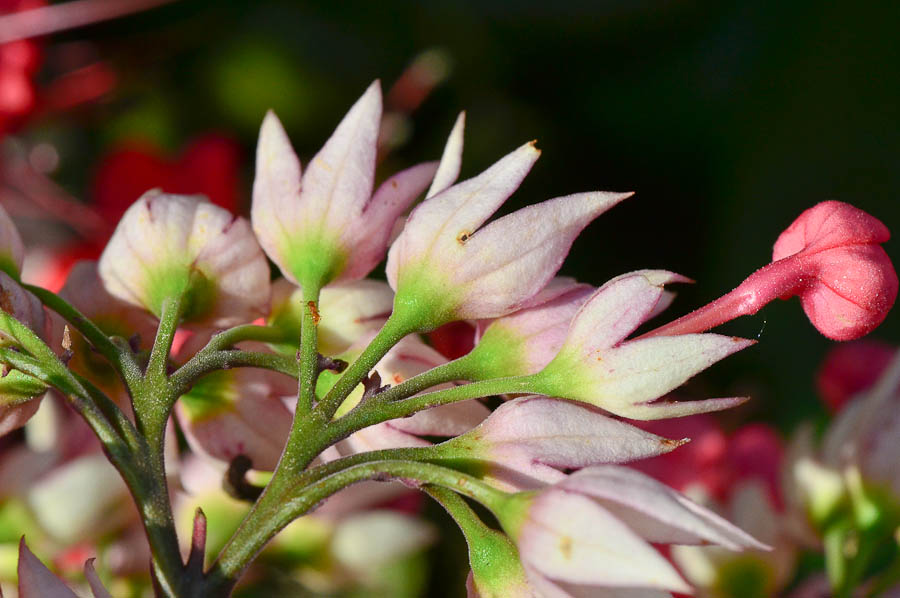 Image of Clerodendrum thomsoniae specimen.