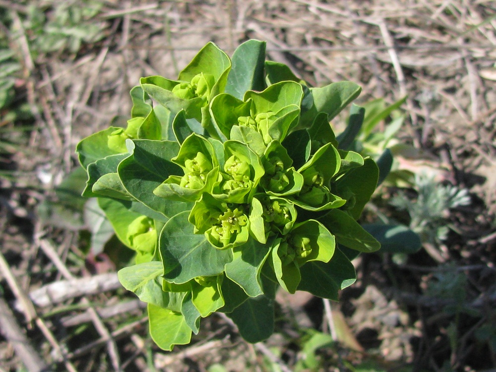 Изображение особи Euphorbia agraria.